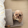 Pet Ladder Plywood Cocoa high density looped fleece fabric